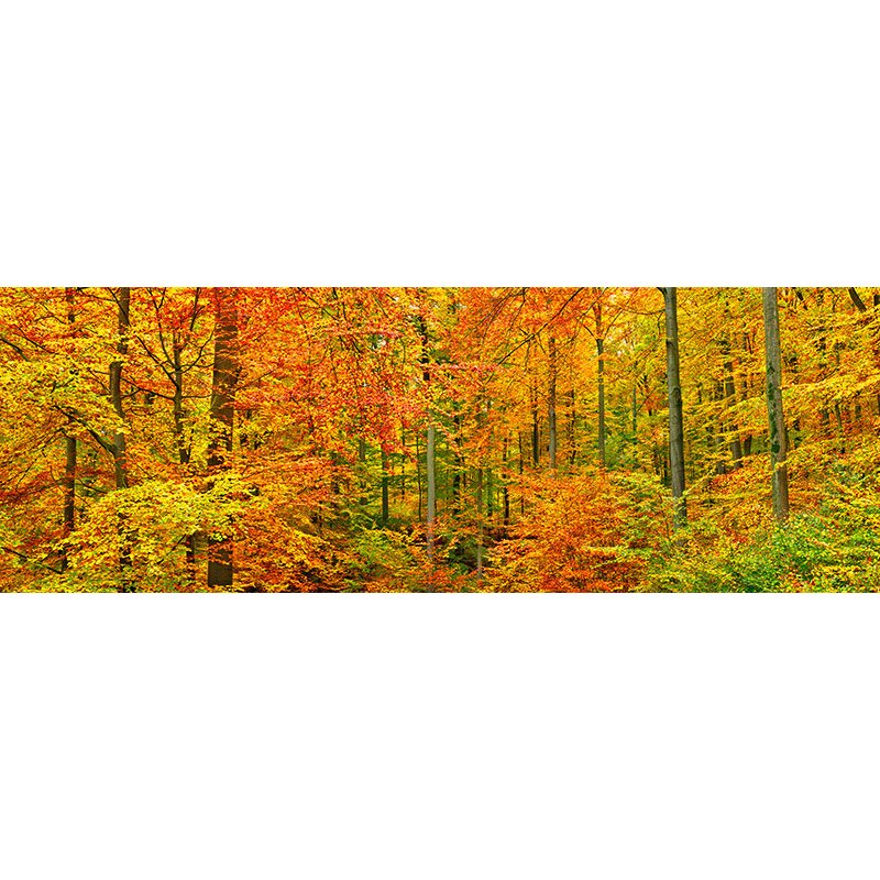 Beech forest in autumn, Kassel, Germany