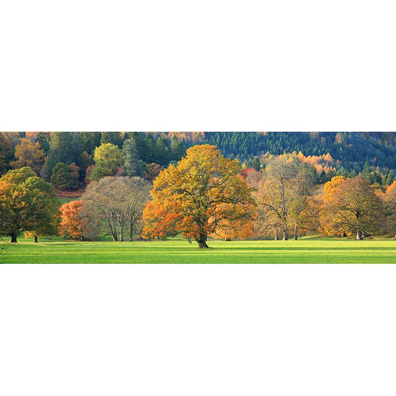 Mixed trees in autumn colour, Scotland