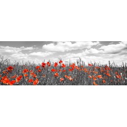 Poppies in corn field, Bavaria, Germany