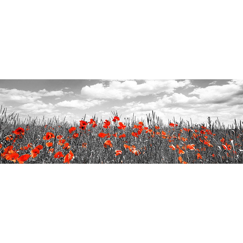 Poppies in corn field, Bavaria, Germany