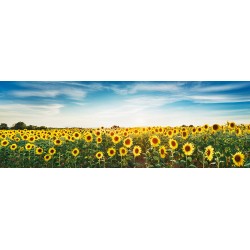 Sunflower field, Plateau Valensole, Provence, France