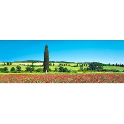 Cypress in poppy field, Tuscany, Italy