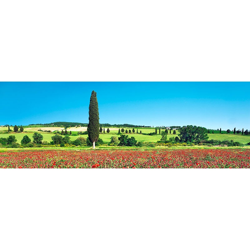 Cypress in poppy field, Tuscany, Italy