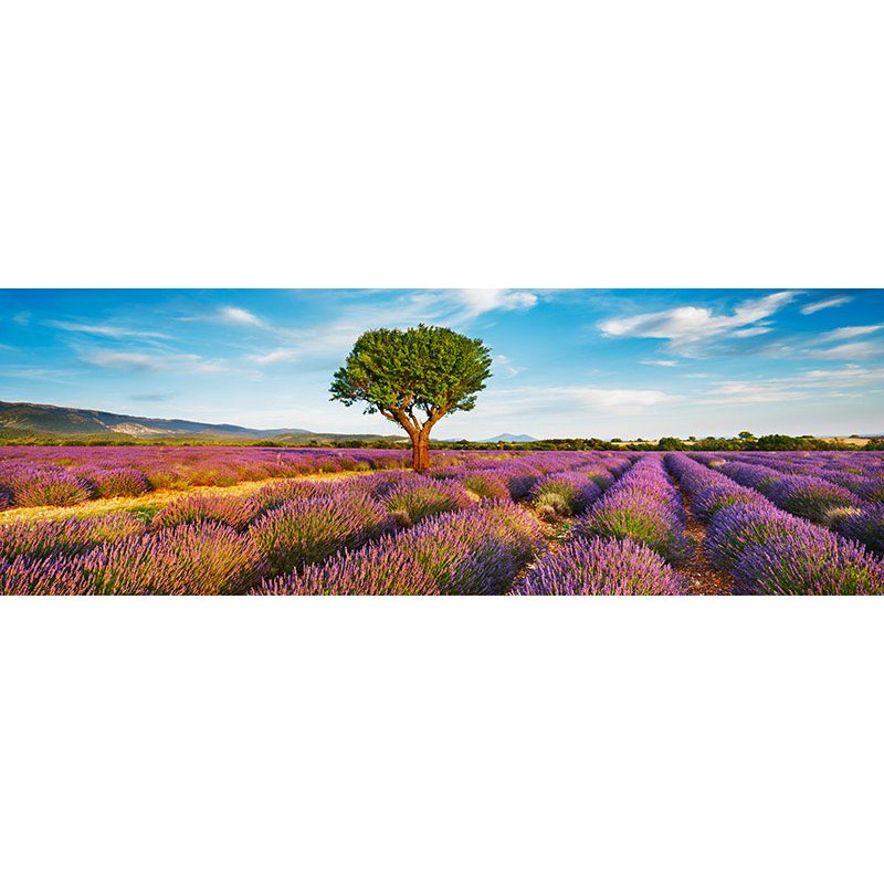 Lavender field and almond tree, Provence, France