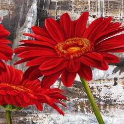 RED GERBERAS II