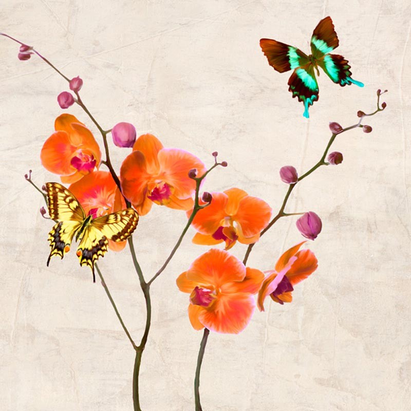 ORCHIDS & BUTTERFLIES I