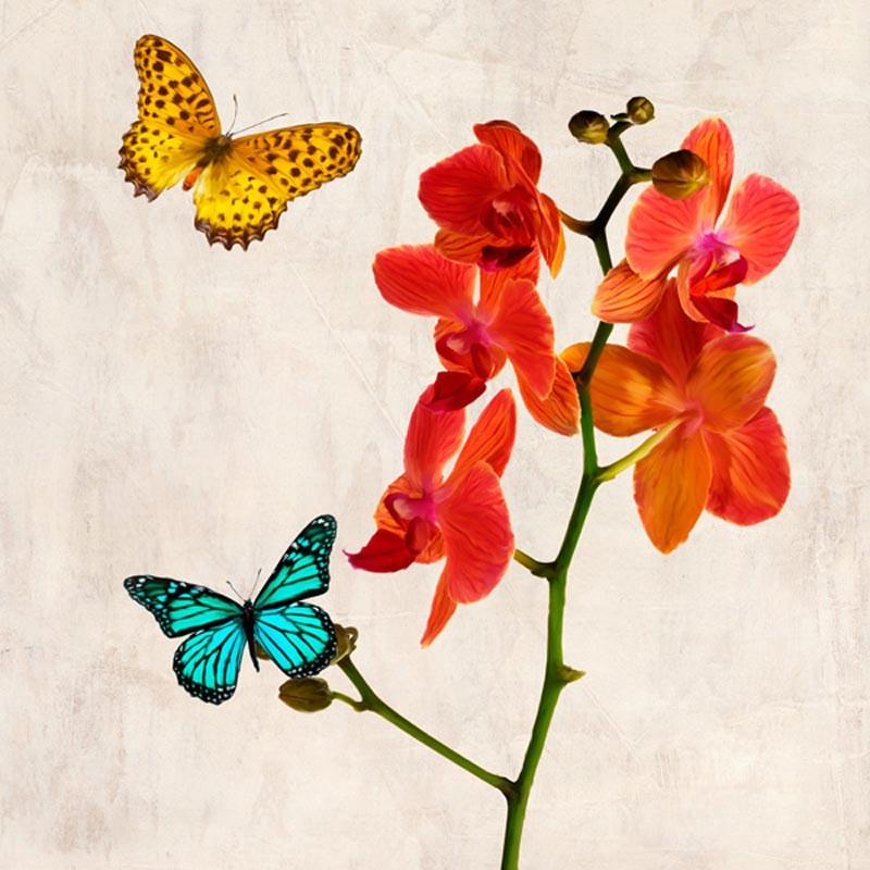 ORCHIDS & BUTTERFLIES II