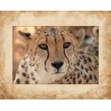 ANIMALES