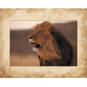 Laminas Animales