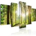 Cuadros de Bosques