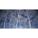 Lienzos Paisajes Bosques